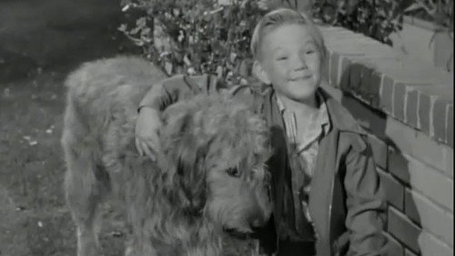 Hazel Season 1 Episode 7 - A Dog for Harold