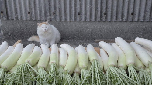 A Cat's-Eye View of Japan Season 4 Episode 5 - Kumamoto: Food and Exercise on Yushima