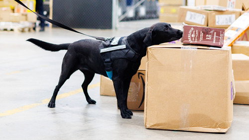 Dog Squad Season 14 Episode 4 - Episode 4