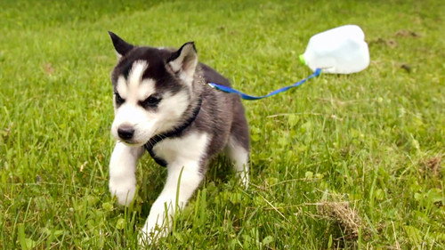 Too Cute Season 5 Episode 9 - Puppy Posse