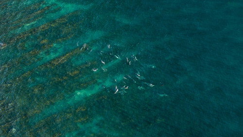 Super Shark Highway Season 1 Episode 2 - Love Bites