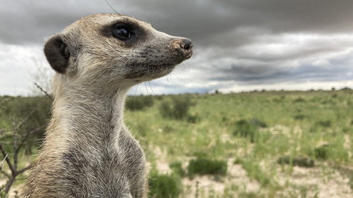 Meerkat Manor: Rise of the Dynasty Season 1 Episode 6 - The Outcast