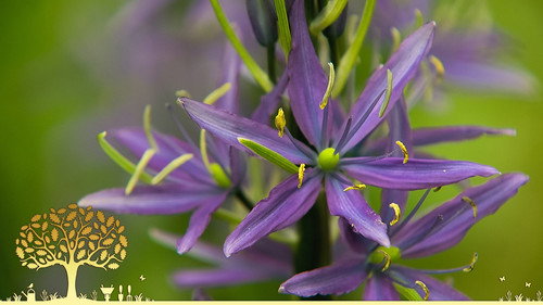 Gardeners' World Season 55 Episode 11 - Episode 11