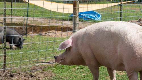 The Incredible Dr. Pol Season 18 Episode 9 - Pig and Small