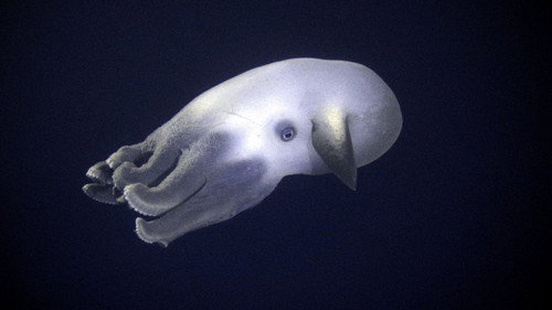 Planet Earth Season 1 Episode 11 - Ocean Deep