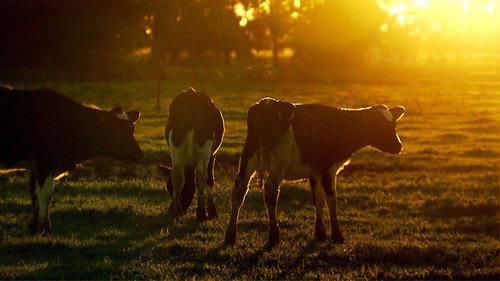 Milked Dry still
