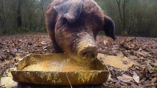 Moonshiners Season 10 Episode 13 - Hog Heaven
