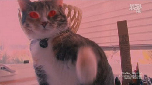My Cat from Hell Season 4 Episode 8 - Chubs