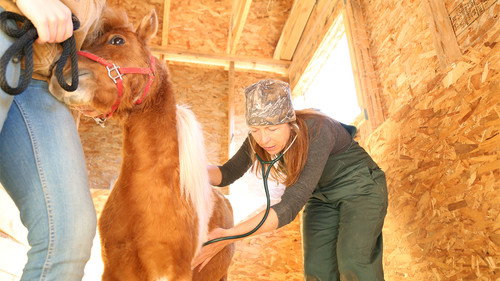 Dr. Oakley, Yukon Vet Season 4 Episode 5 - No Bull