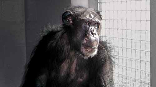 Nature Season 25 Episode 1 - Chimpanzees: an Unnatural History