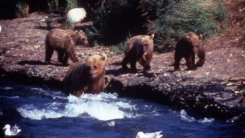 Nature Season 18 Episode 11 - Showdown at Grizzly River