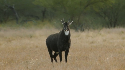 MeatEater Season 9 Episode 2 - South Texas Nilgai