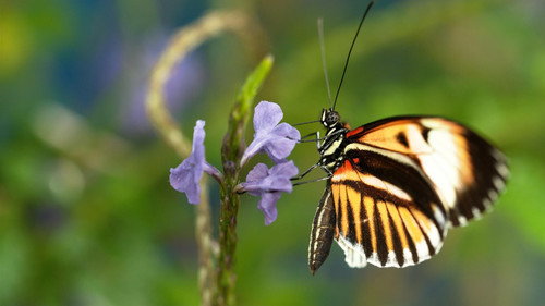 Nature Season 36 Episode 12 - Sex, Lies and Butterflies