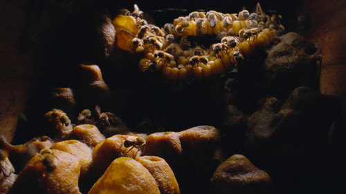 Secrets of the Bees Season 1 Episode 1 - The Hive