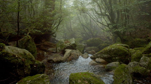 Saving paradise Season 1 Episode 14 - Japan: Yakushima — The Enchanted Forest