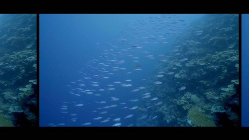 VICE Season 5 Episode 24 - Dirty Oil & Rebuilding Our Reefs