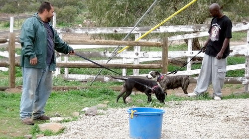 Pit Bulls and Parolees Season 1 Episode 4 - Crisis