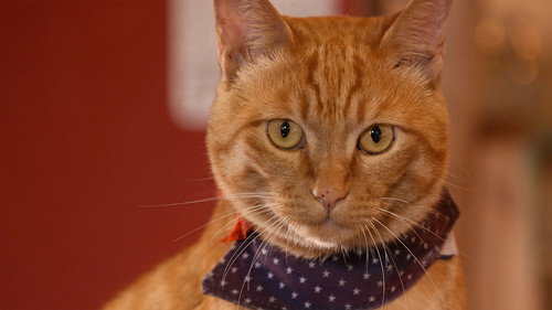 A Cat's-Eye View of Japan Season 1 Episode 10 - Karuizawa: A Cool Breeze on a Plateau