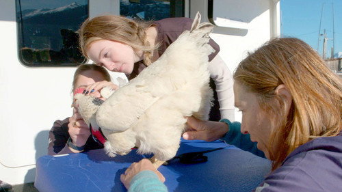 Dr. Oakley, Yukon Vet Season 10 Episode 10 - Chicken of the Sea