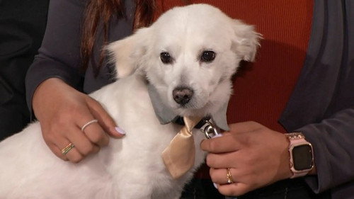Dog Mauling Mayhem still