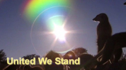 Meerkat Manor Season 2 Episode 7 - United We Stand