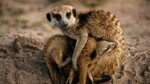 Meerkat Manor: Rise of the Dynasty Season 1 Episode 5 - Sister, Sister