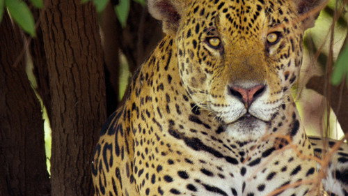 Brazil Untamed Season 1 Episode 4 - Jaguar Den