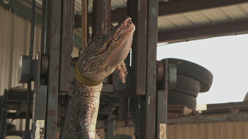 Swamp People Season 15 Episode 11 - Full Moon Frenzy