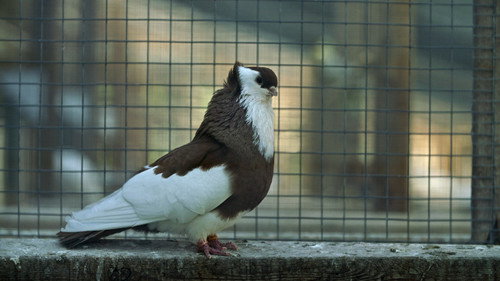 Farm Crime Season 1 Episode 4 - Pigeon Pincher