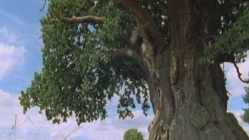 Natural World Season 18 Episode 5 - The Millennium Oak