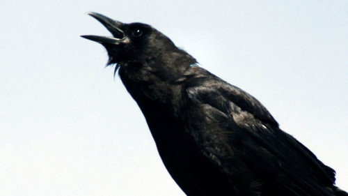 Nature Season 29 Episode 3 - A Murder of Crows