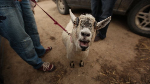 The Incredible Dr. Pol Season 4 Episode 9 - Goats Gone Wild
