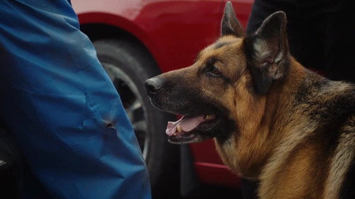 Hudson & Rex Season 6 Episode 3 - Hound & Vision