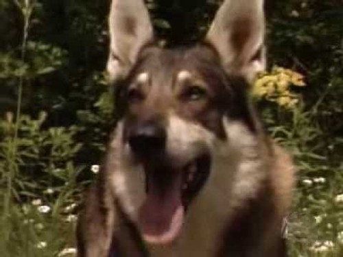 The Littlest Hobo Season 5 Episode 12 - Dragonslayer