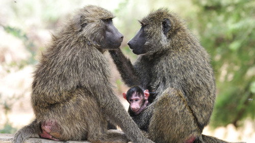 Nature Season 18 Episode 9 - Inside the Animal Mind Part Three: Animal Consciousness
