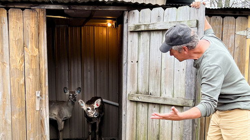 Dirty Jobs Season 11 Episode 6 - Deer Urine Farmer / Necropsy