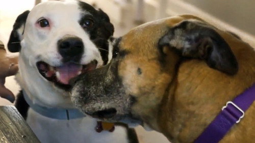 Pit Bulls and Parolees Season 15 Episode 9 - Rescue Dogs Reunited