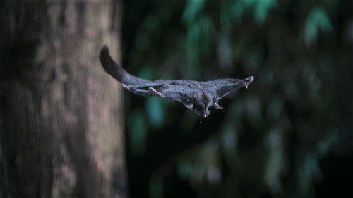 Animal Season 1 Episode 3 - Marsupials