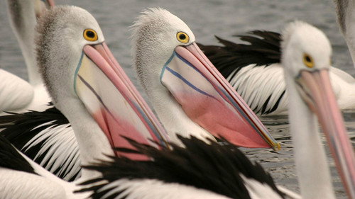 Nature Season 29 Episode 11 - Outback Pelicans