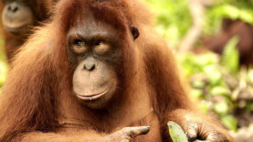 Orangutan Jungle School Season 1 Episode 3 - King of the Jungle