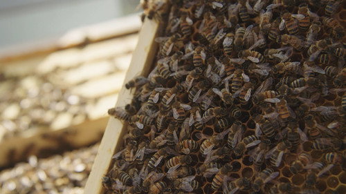 Farm Crime Season 1 Episode 2 - Hive Heist