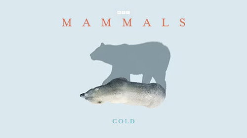 Cold still