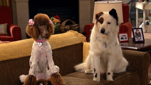 Dog with a Blog Season 3 Episode 4 - Stan Falls in Love