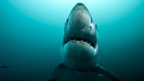 Super Shark Highway Season 1 Episode 3 - Into the Darkness