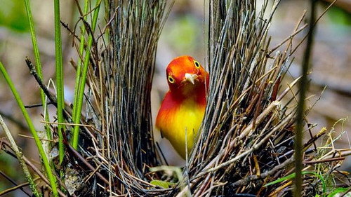 Do Animals Appreciate Beauty? still
