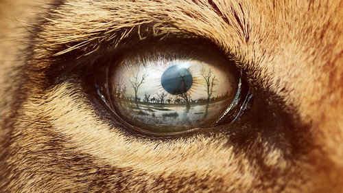 Predators Season 1 Episode 3 - Lion