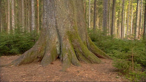 Wild Germany Season 1 Episode 3 - The Black Forest