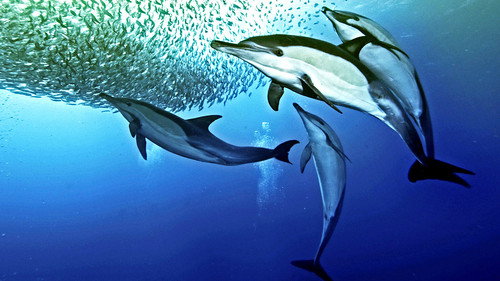 Nature's Great Events Season 1 Episode 4 - The Great Tide