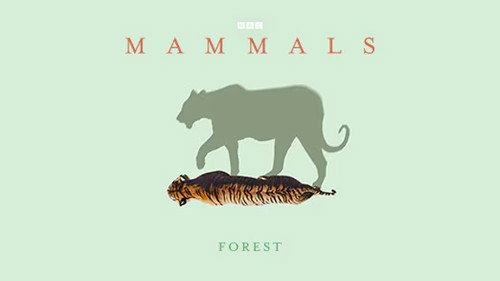 Forest still