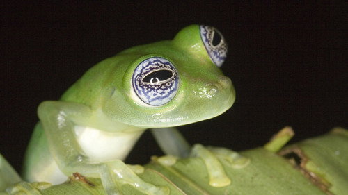 Nature Season 27 Episode 10 - Frogs: The Thin Green Line